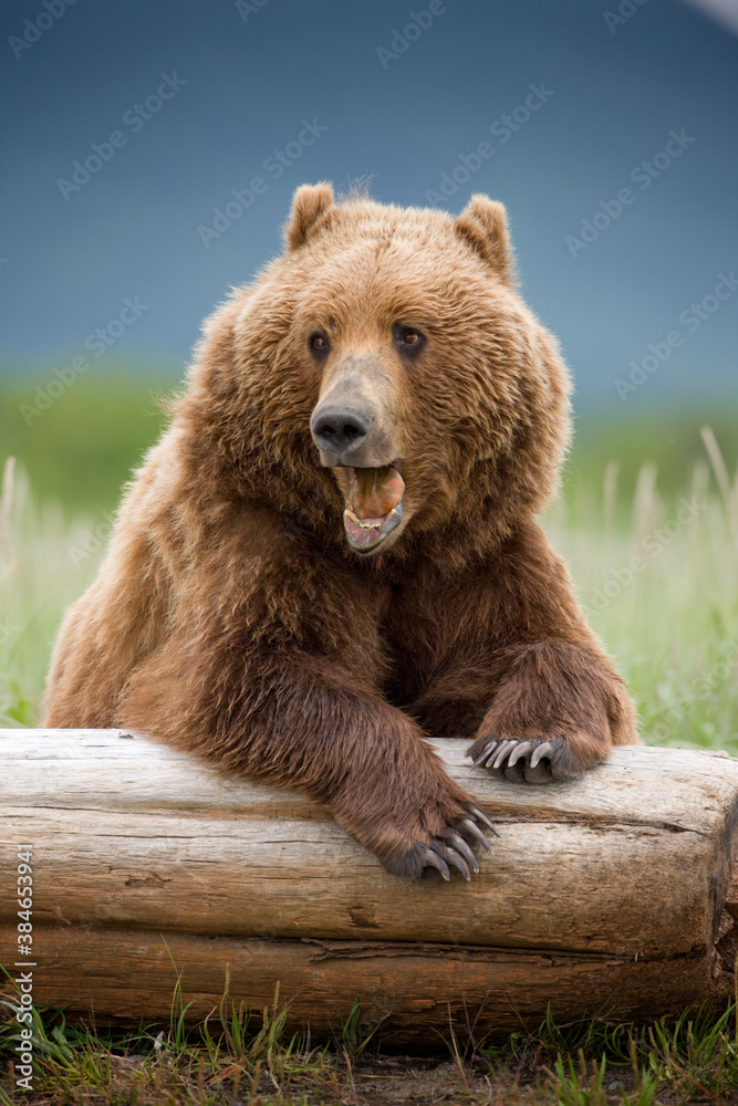 Fototapeta premium Grizzly Bear, Hallo Bay, Katmai National Park, Alaska