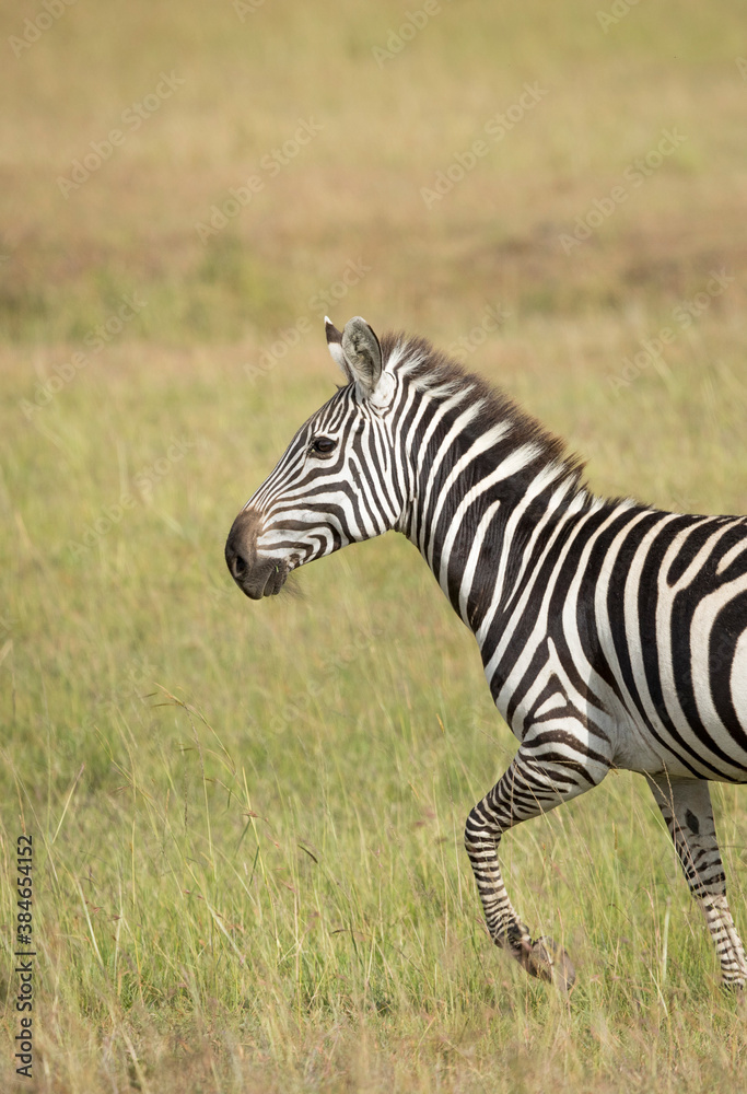 Fototapeta premium Vertical portrait of a zebra walking in grass fields of Masai Mara in Kenya