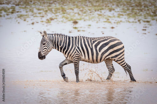 Adult zebra walking through muddy water in Amboseli in Kenya