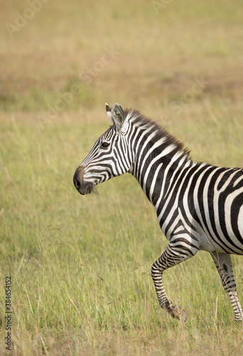 Vertical portrait of a zebra walking in grass fields of Masai Mara in Kenya