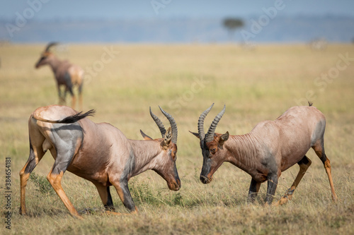 Two male adult topi antelope standing on their knees fighting in Masai Mara in Kenya