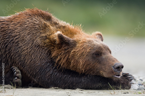 Grizzly Bear, Katmai National Park, Alaska