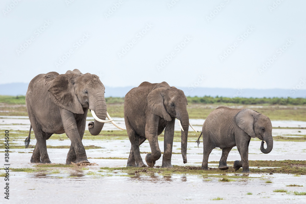 Fototapeta premium Elephant family walking in line in the wet plains of Amboseli in Kenya