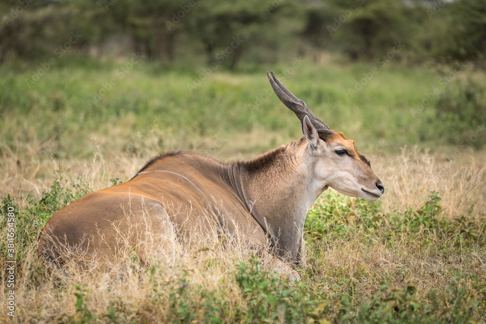 Eland antelope lying in grass in Ndutu in Tanzania Eland antelope lying in grass in Ndutu in Tanzania