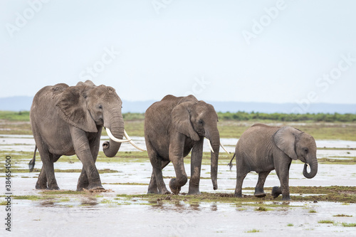 Elephant family walking in line in the wet plains of Amboseli in Kenya
