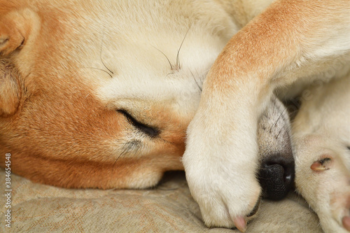 Shiba Inu sleeping soundly
