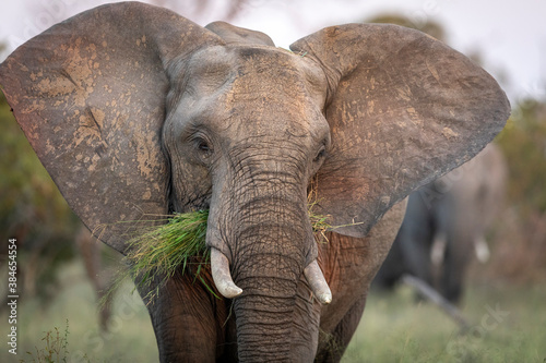Adult elephant female eating grass in Kruger Park in South Africa