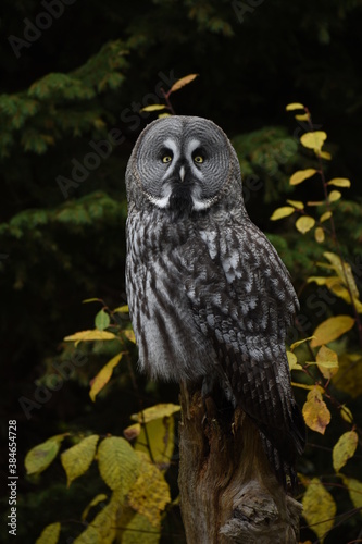 Grey owl resting on a tree trunk.