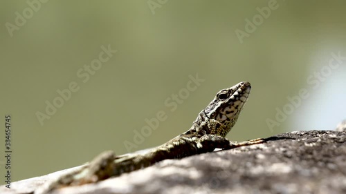 Lézard des murailles.