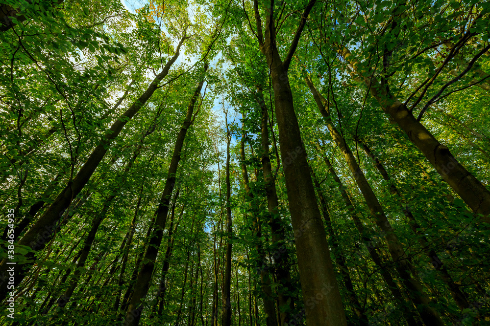 View up to the treetops in the green German forest View up to the treetops in the green German forest
