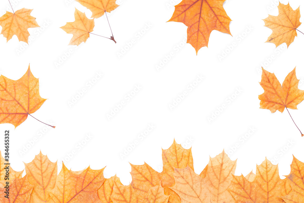 autumn maple leaf frame border isolated on white background. above view. studio shot autumn maple leaf frame border isolated on white background. above view. studio shot