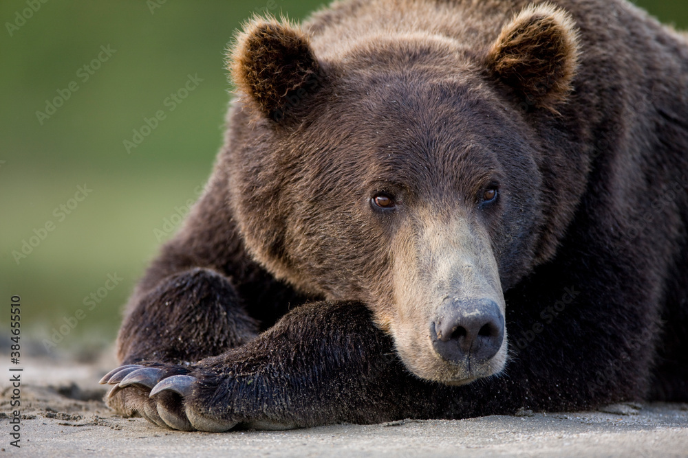 Grizzly Bear, Katmai National Park, Alaska