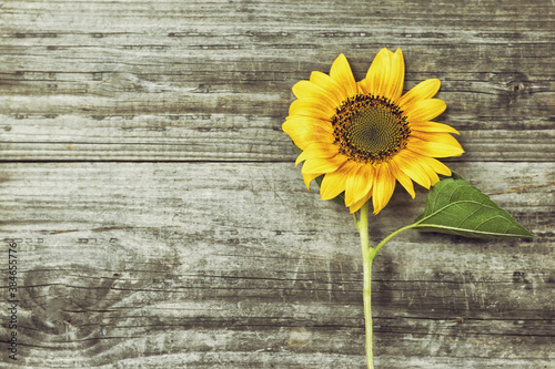 Fototapeta Naklejka Na Ścianę i Meble -  Yellow sunflower on old wooden background