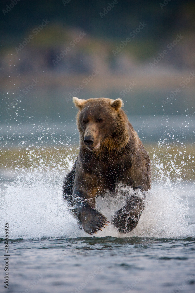 Grizzly Bear, Katmai National Park, Alaska Grizzly Bear, Katmai National Park, Alaska