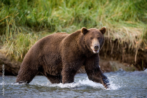 Grizzly Bear  Katmai National Park  Alaska