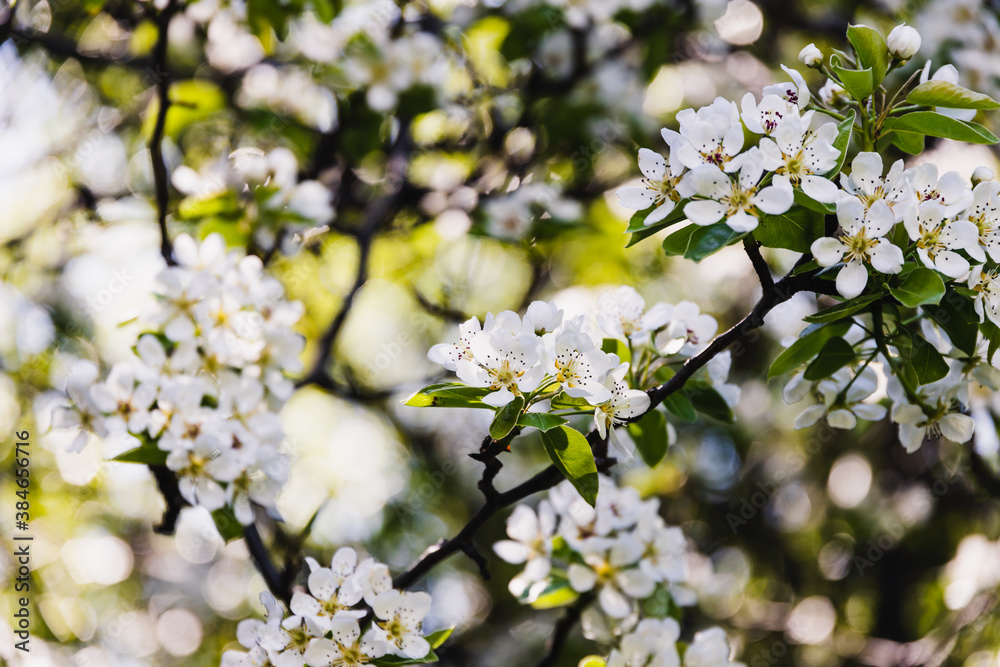 close-up of white flowers on blossoming tree outdoor in sunny backyard shot