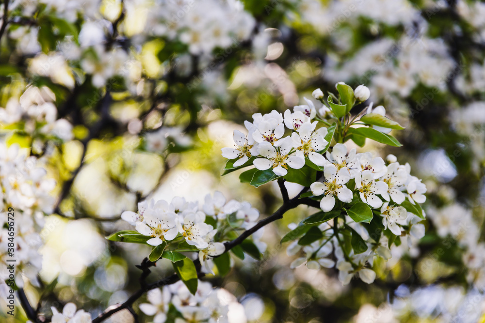 close-up of white flowers on blossoming tree outdoor in sunny backyard shot close-up of white flowers on blossoming tree outdoor in sunny backyard shot