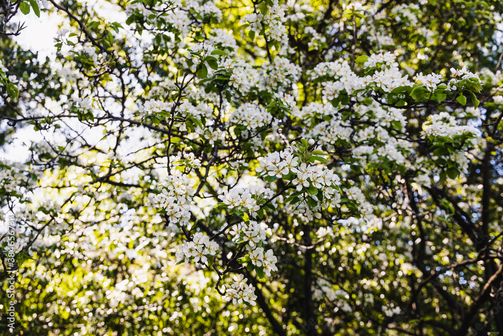 Fototapeta premium close-up of white flowers on blossoming tree outdoor in sunny backyard shot