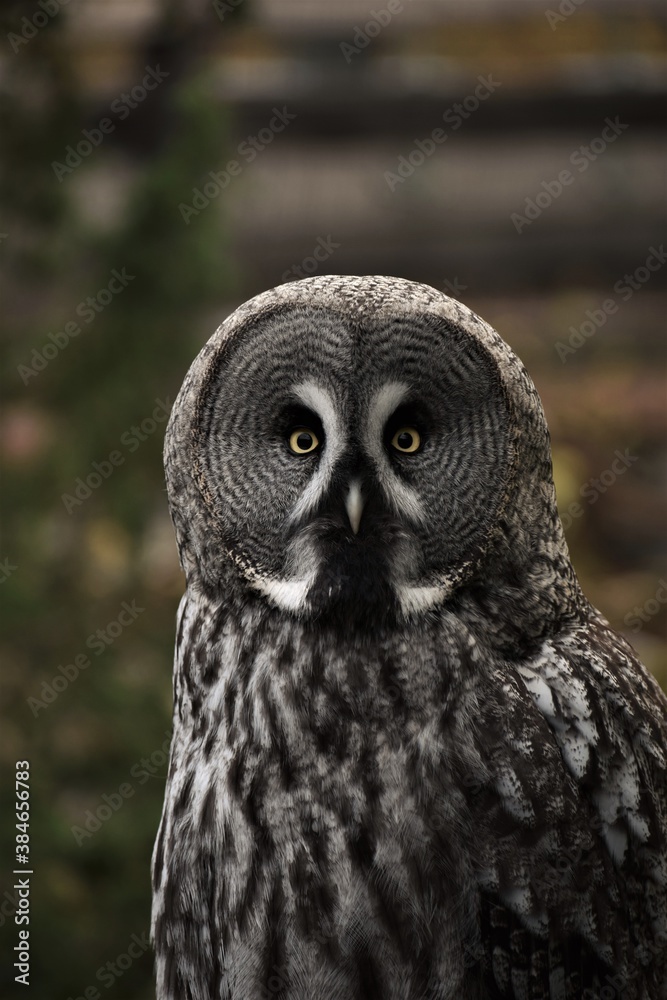 Obraz premium Owl staring at you.