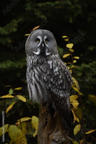 Portait of a big grey owl.