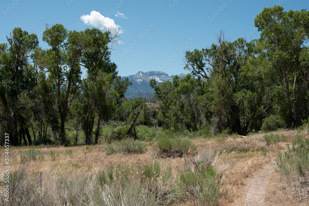 Hiking trail through the woods with distant mountain peak
