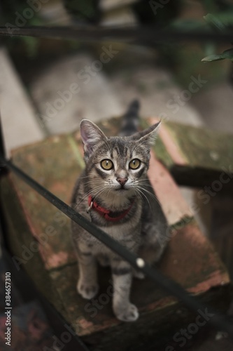 Portrait of a cute cat resting outside.