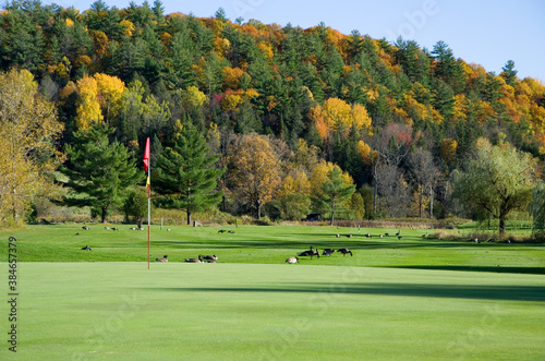 Red Golf Flag with Canadian Geese and Autumn Colored Mountains