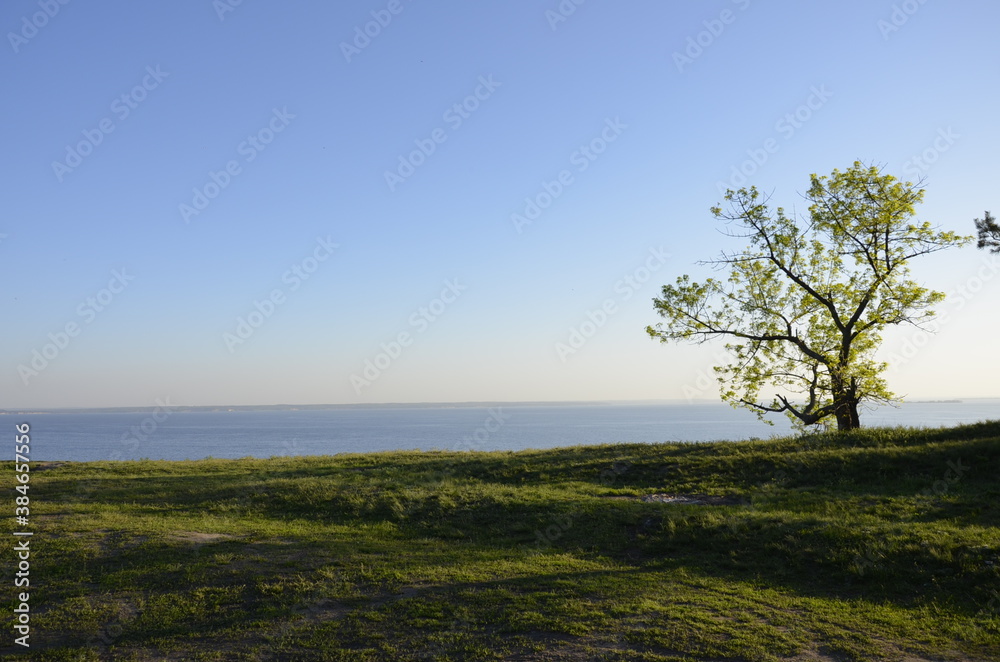 Fototapeta premium tree on a hill
