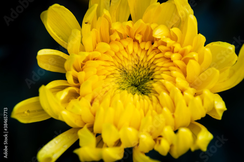 closeup of yellow chrysanthemums