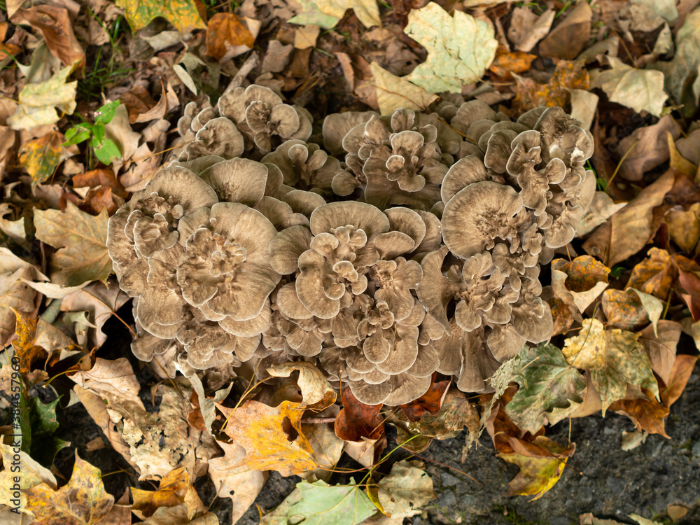 giant mushroom in the garden in late summer giant mushroom in the garden in late summer