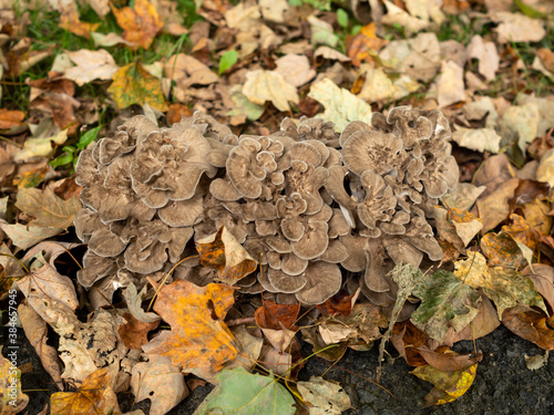 giant mushroom in the garden in late summer