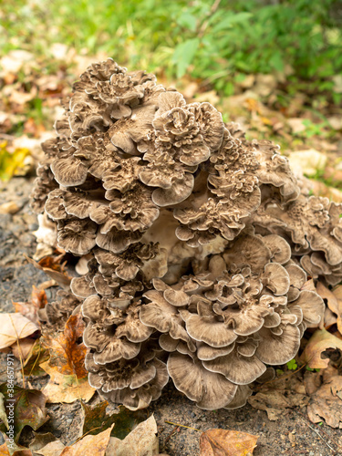 giant mushroom in the garden in late summer