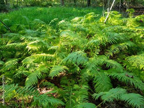 green ferns in the woodland in late summer