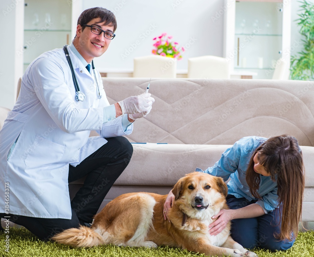 Vet doctor visiting golden retriever dog at home