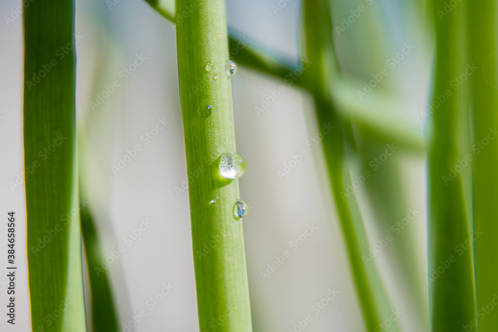 green grass with water drops