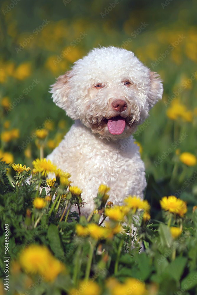 Orange and white Lagotto Romagnolo puppy sitting in a green grass with yellow dandelion flowers in spring Orange and white Lagotto Romagnolo puppy sitting in a green grass with yellow dandelion flowers in spring