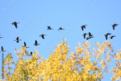 Flock of Canada Geese migrating from north to south © Switch Lab