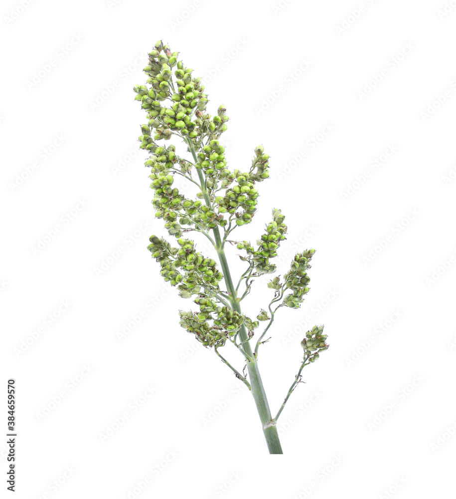 sorghum isolated on white background sorghum isolated on white background