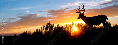 Fotografia A male (buck) mule deer against an evening sunset.