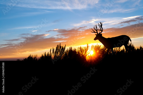 A male  buck  mule deer against an evening sunset.