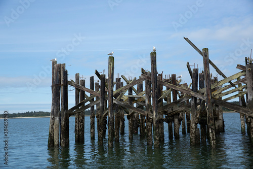 Structure made of wood columns set in the ocean perched all over with gulls and a blue sky behind © ecummings00