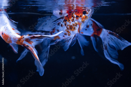 金魚