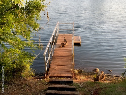 Floating wooden dock with ducks