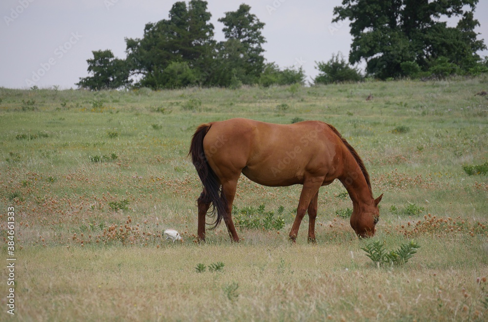 Side view of a horse grazing in a meadow with a white egret behind him