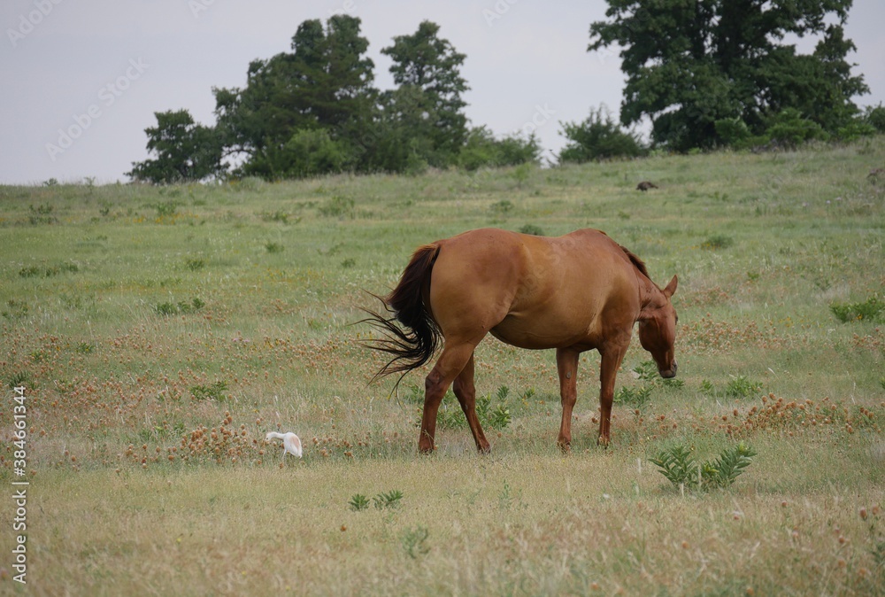Wide shot of a horse grazing in a meadow with a white egret behind him