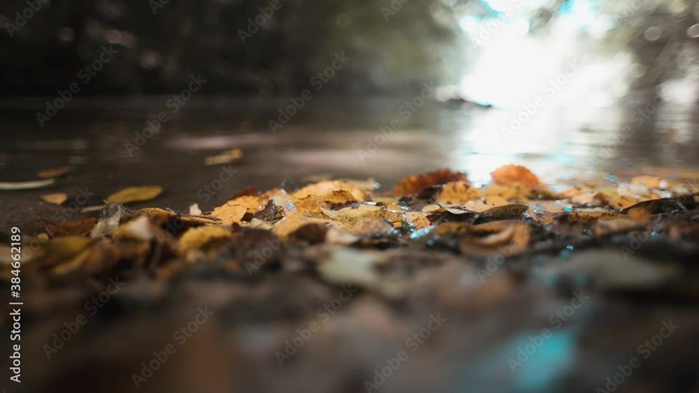 Autumn leaves on the lake bank close-up Autumn leaves on the lake bank close-up