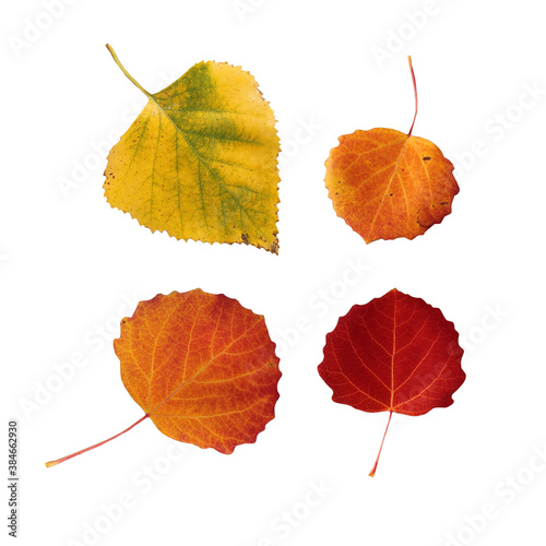 Red, orange and yellow autumn leaves herbarium isolated on white background. Art creative nature photo object