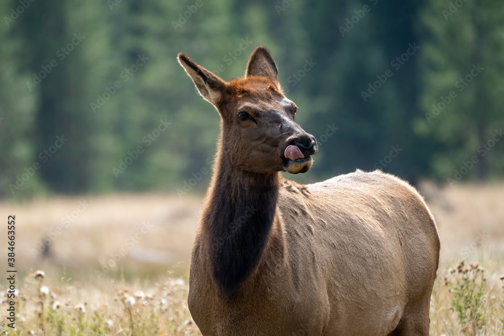 Fototapeta premium Female elks (cow) grazes in the grassy marsh of the Madison River in Yellowstone National Park. Tounge out