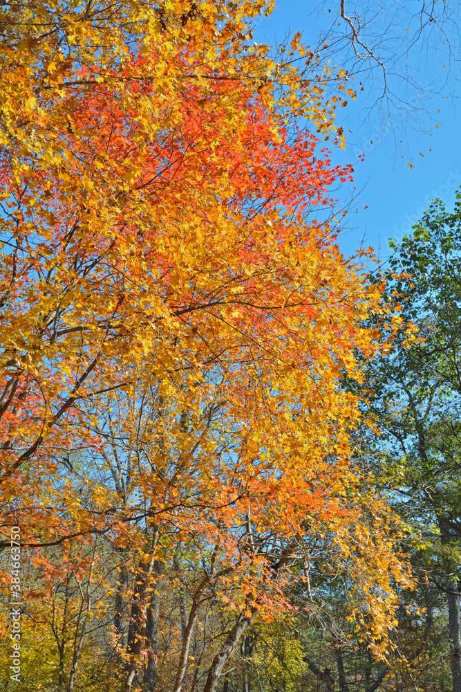 Autumn maples 15