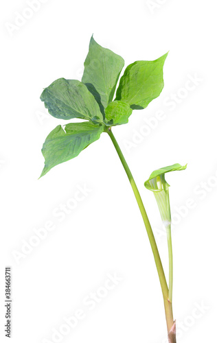 Blooming plant dragon-root (Arisaema amurensis) photo